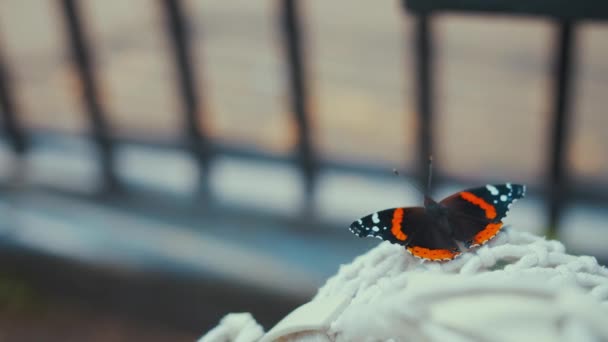 赤の提督蝶のクローズアップ — ストック動画