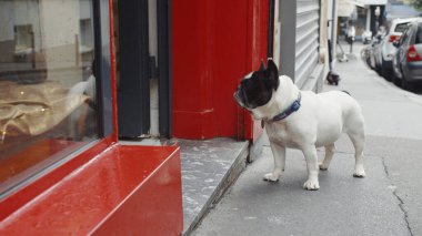 Paris 'te bir kafenin girişindeki köpek.