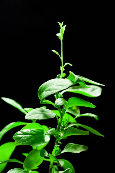 Flor Solanum Capsicastrum Maceta Sobre Fondo Oscuro — Foto de Stock