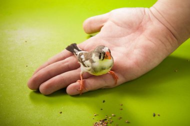kuş zebra finch yandan yakın dağınık besleme