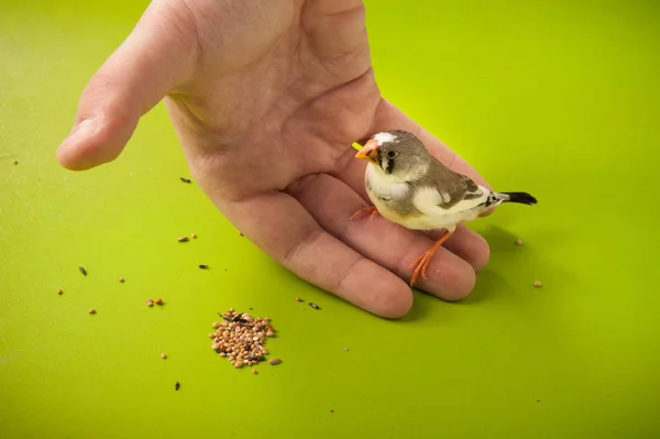 Mão Pássaro Zebra Finch Mão Perto Alimentação Dispersa — Fotografia de Stock