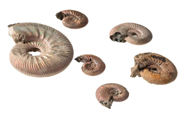 Ammoniten-Schale auf Weiß — Stockfoto