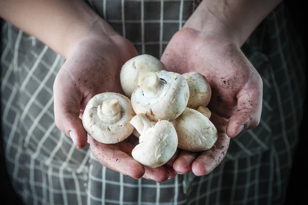 Champignons in hand — Stock Photo, Image