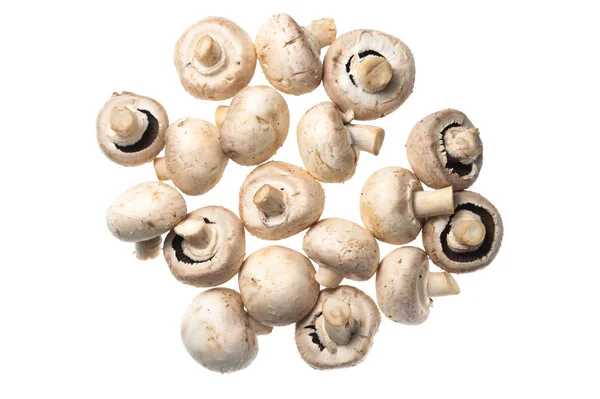 Izole champignon — Stok fotoğraf