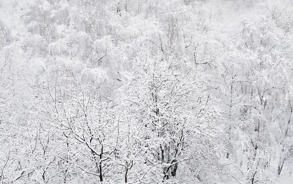 Panorama de la forêt d'en haut Images De Stock Libres De Droits