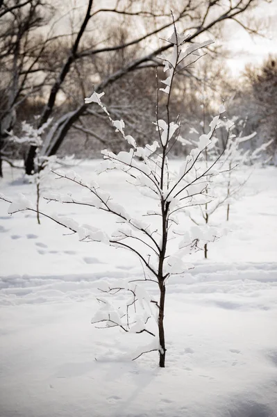 Pequena árvore na floresta de inverno — Fotografia de Stock