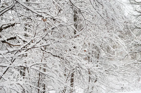 Ветви деревьев в снегу — стоковое фото