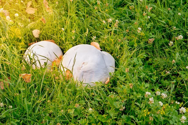 Cogumelo Puffball — Fotografia de Stock