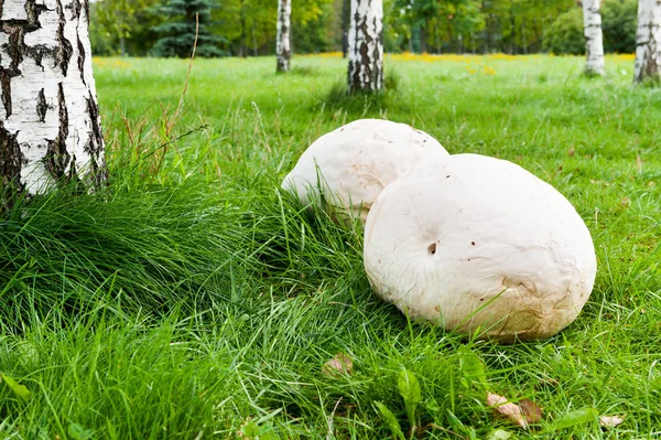 Giant puffball mushroom in park — Stock Photo, Image