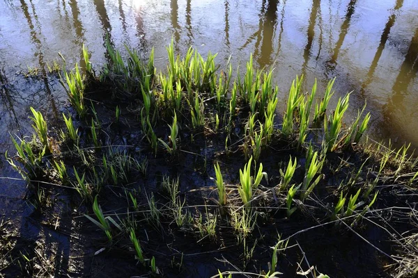 Brotes Verdes Orilla Primavera Durante Agua Alta —  Fotos de Stock