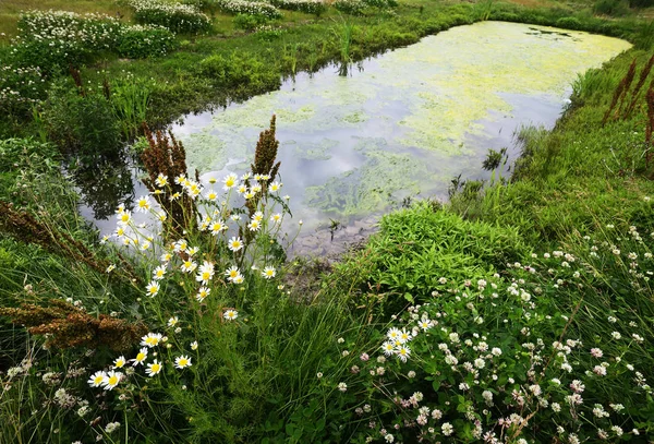 Ein Kleiner Überwachsener Teich Kamille Und Klee Ufer — Stockfoto