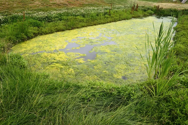 小さな草に覆われた池 カモミール 海岸にクローバー — ストック写真