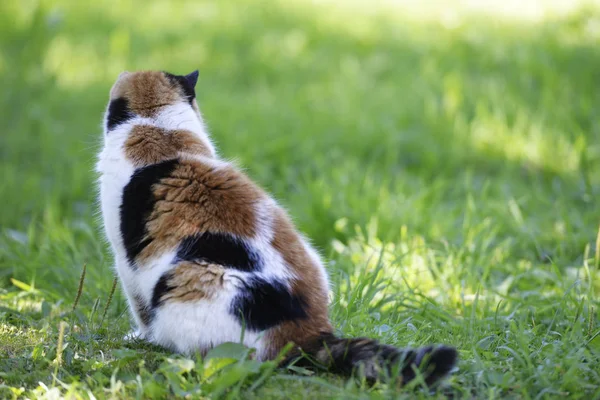 Tricolor Kot Siedzi Łące Widok Tyłu — Zdjęcie stockowe