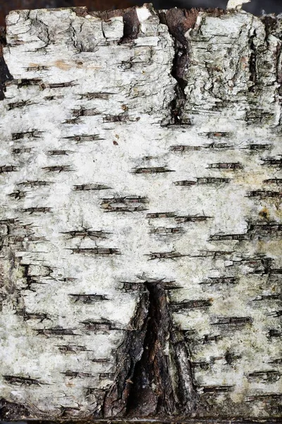 Closeup Bark Birch Tree — Stock Photo, Image