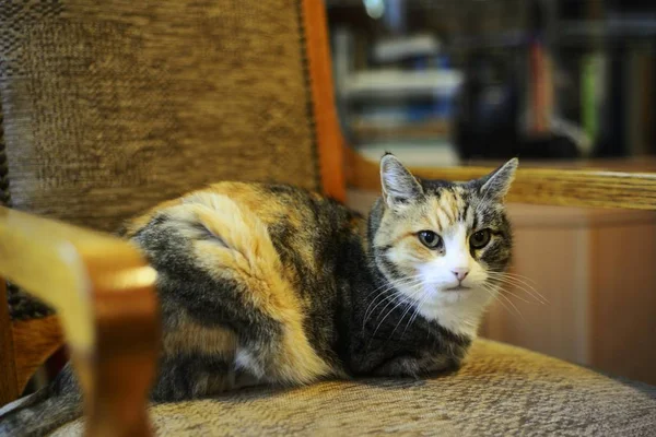 Трехцветная Кошка Сидящая Древнем Кресле — стоковое фото