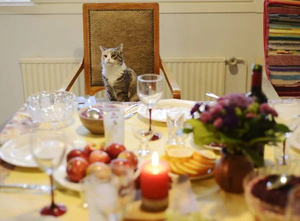 Die Katze Sitzt Auf Einem Stuhl Hinter Dem Gedeckten Tisch — Stockfoto
