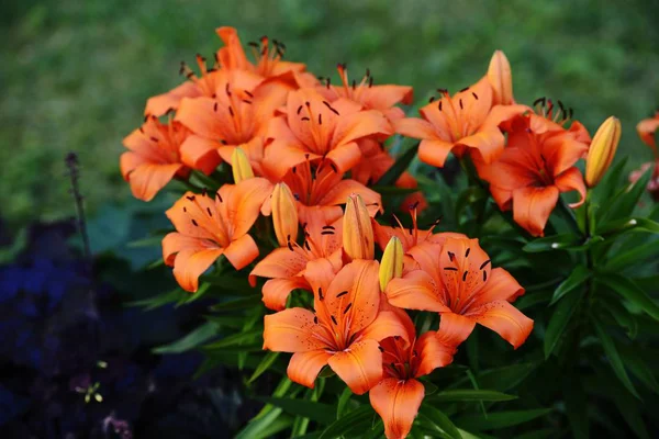 Vele Mooie Tiger Lelies Een Groene Achtergrond — Stockfoto