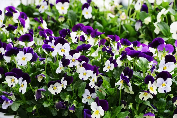 Квітучі Красиві Місіонери Весняному Саду — стокове фото