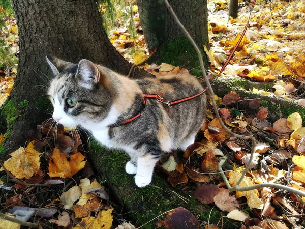 Tricolor Kot Uprzęży Jesienny Park — Zdjęcie stockowe