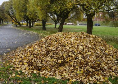 Sarı yapraklar sonbaharda parkta yığını