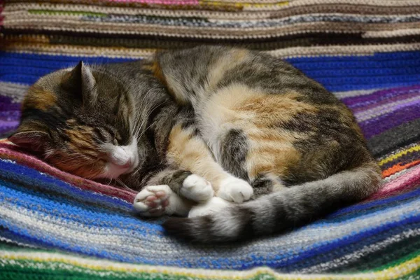 Tricolor Cat Sleeps Vintage Colorful Rug — Stock Photo, Image