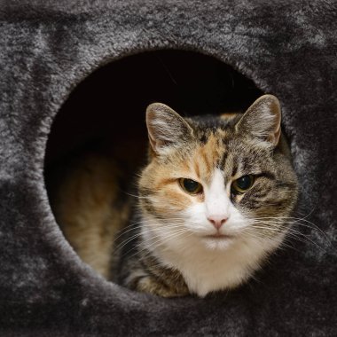 güzel üç renkli kedi kedi yuvasından uzak bakmak   