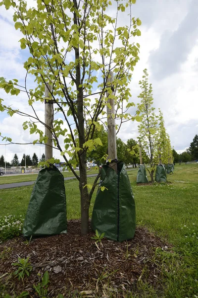 Planting Trees City Sidewalk — Stock Photo, Image