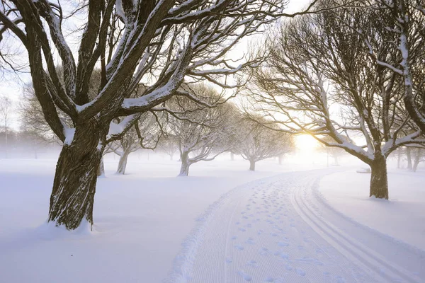 Pisterna Frostig Vinter Park — Stockfoto