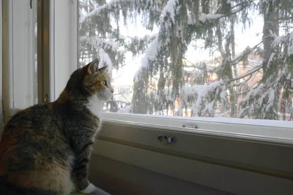 Γάτα Τρίχρωμη Κάθεται Από Παράθυρο Χειμώνα — Φωτογραφία Αρχείου