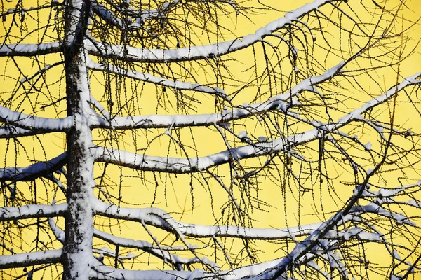 Silueta Modříny Zimě Proti Žluté Zdi Domu — Stock fotografie