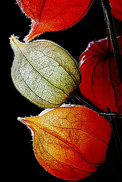 Physalis Karanlık Bir Arka Plana Dayanır Turuncu Yeşil Sarı Çiçek — Stok fotoğraf