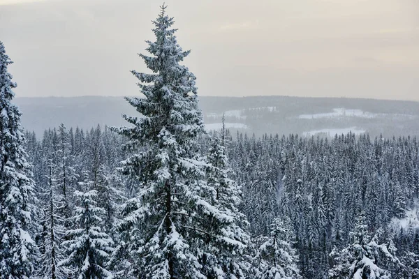 Зимний рождественский пейзаж — стоковое фото