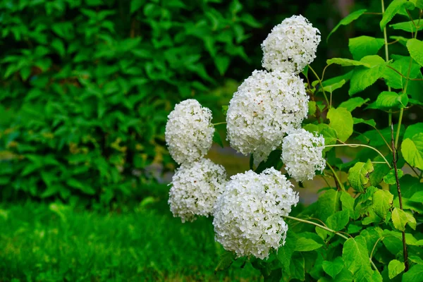 Vackra blommande hortensia Stockbild