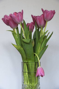 Lale bir cam vazo içinde sunulan bir Lale sarkık