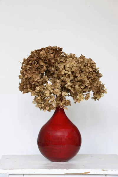 Hortênsia seca em um vaso vermelho em uma mesa — Fotografia de Stock