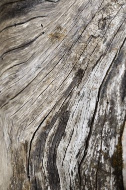 eski ahşap kurulların dokulu yüzeyi