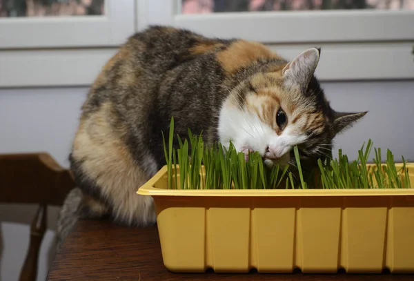 Kočka jí čerstvé zelené trávy — Stock fotografie