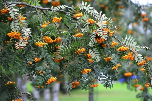 Sarı üvez meyveleri çok — Stok fotoğraf