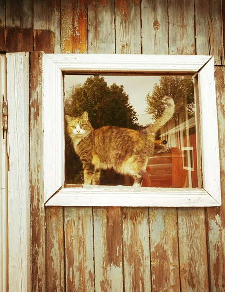 Cat in the window of an old rustic house — Stock Photo, Image