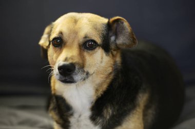 bir melez sevimli köpek portresi