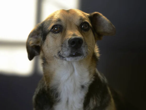 Retrato de un perro lindo mestizo —  Fotos de Stock