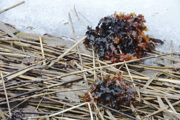 Alghe e canne sul ghiaccio — Foto Stock