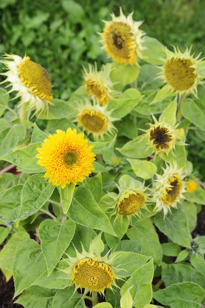 Fioritura bei girasoli decorativi — Foto Stock