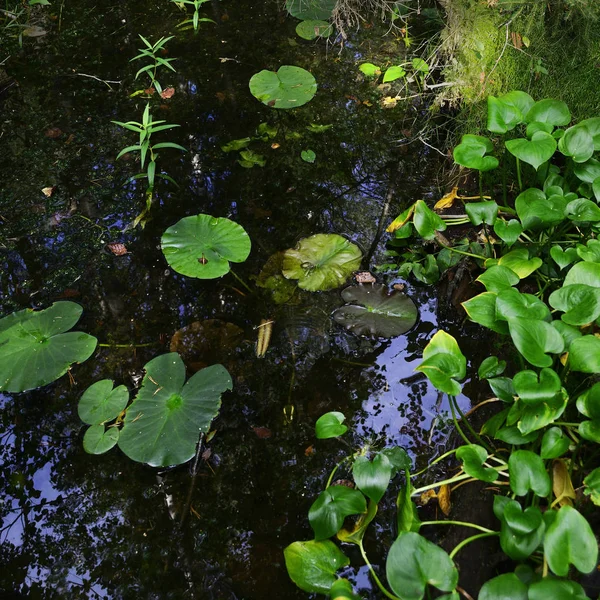 Bellissimo laghetto ricoperto nella foresta — Foto Stock