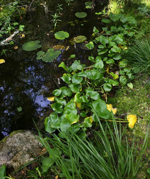 ormanda güzel büyümüş gölet