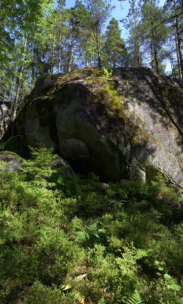 yaz aylarında güneşli ormanda kaya