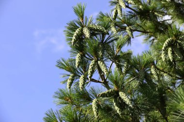 kozalaklı çam dalı