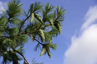 kozalaklı çam dalı