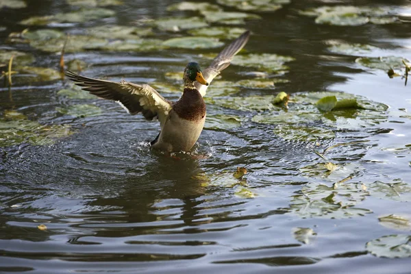 Pato ascendente sobre el agua —  Fotos de Stock