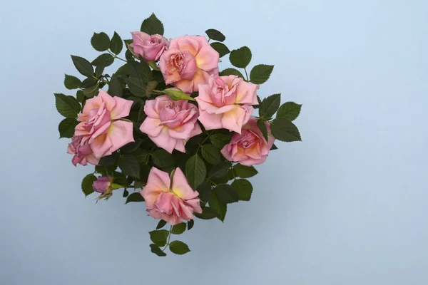 Rose flowers on a neutral background — Stock Photo, Image